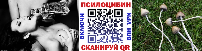 наркотики  Калининград  Псилоцибиновые грибы Cubensis 